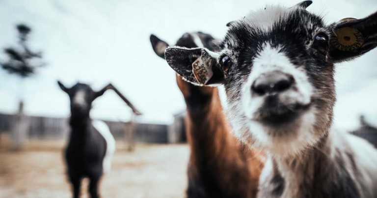 Speakers cover disease and economics at goat congress