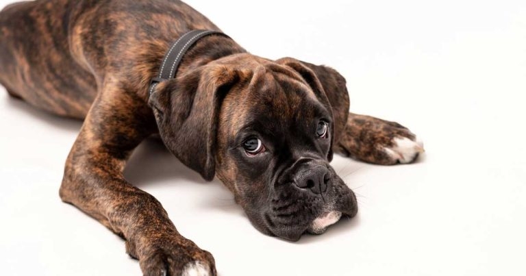 Canine sodium phosphate toxicosis