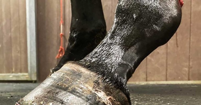 Tendon injuries: types, early signs, diagnostics and management