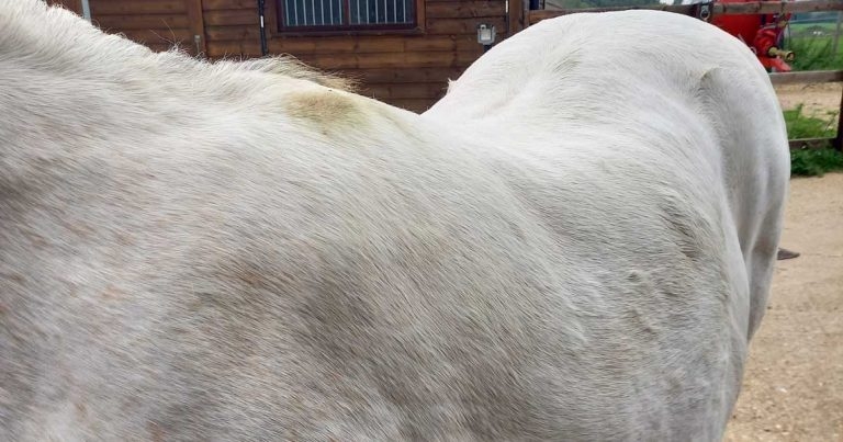 Nutrition – how vets can play key role countering obesity in horses