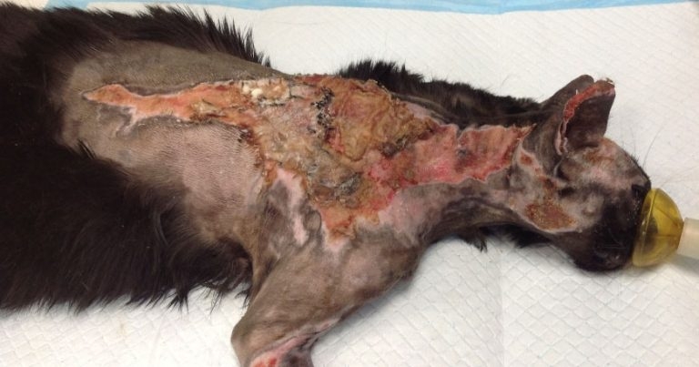 Animal cruelty happening ‘on a massive scale’, RSPCA warns