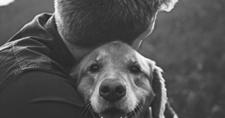 Vet sector urged to get behind new pet abduction law appeal