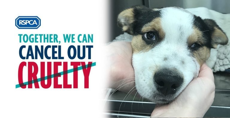 Vets urged to report concerns as charity launches anti-cruelty campaign