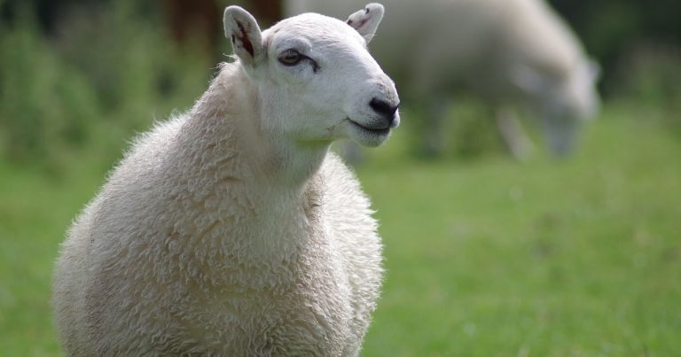 Short-term supply challenge for enzootic abortion of ewes vaccine