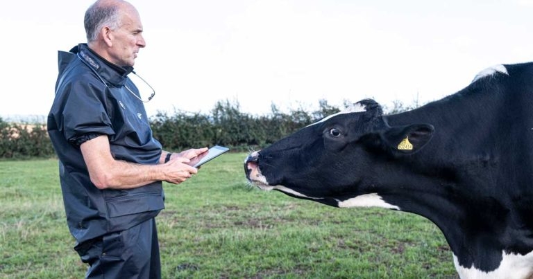 Welsh livestock disease surveillance network ‘more feasible’ after pilot