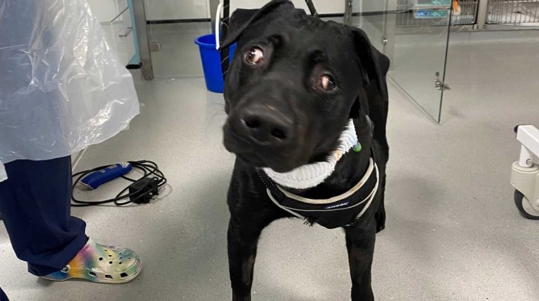 Milo’s ordeal triggers canine tetanus warning