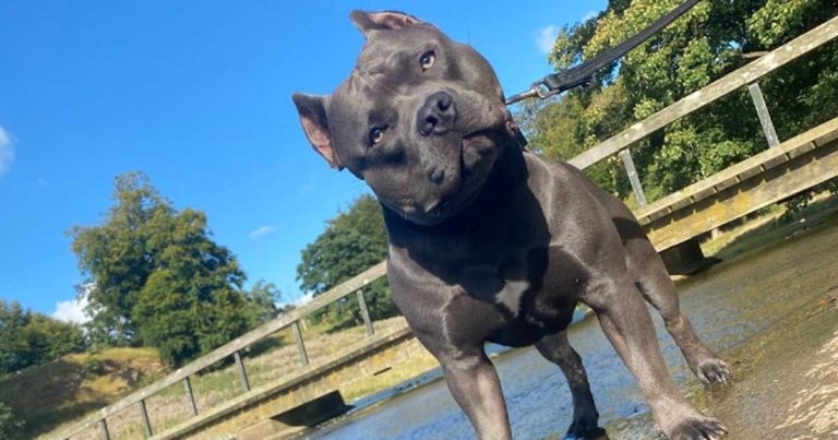 Vets warn Defra: ‘close cropping loopholes now’