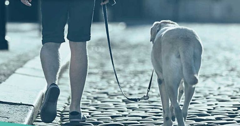 New project launches to improve student knowledge of OA