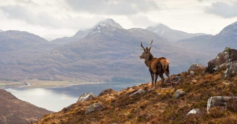 Scottish snare ban consultation launches