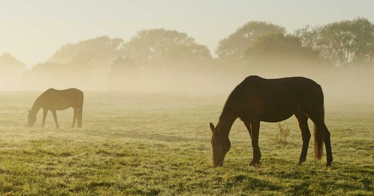 Investigating and managing pyrexia in the adult horse