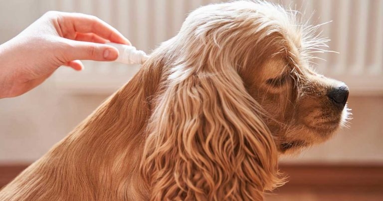 Possible effects of climate on UK pet parasites and their control