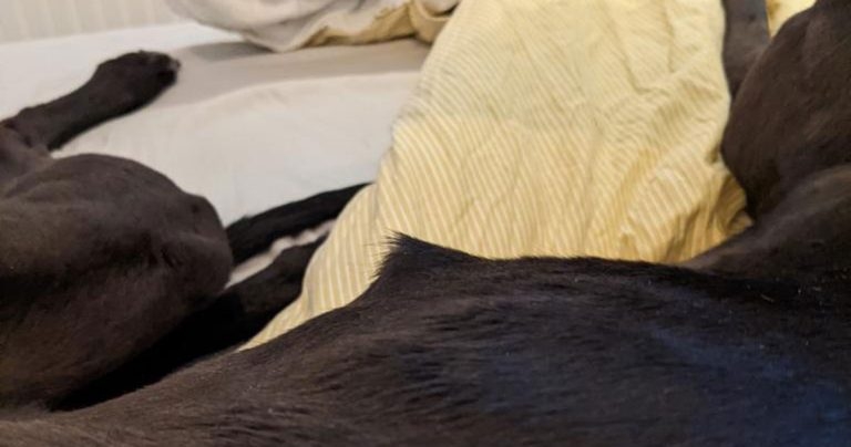 BVA reveals rising trend of barbecue injuries