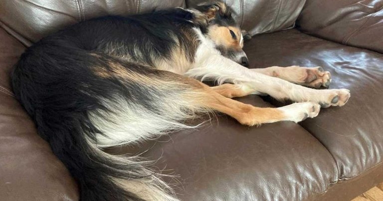 Urgent plea for canine foster carers to support people fleeing abuse