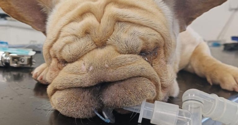 Charity takes on 38 French bulldogs following council seizure