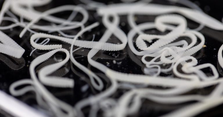 Practitioners and owners told not to forget tapeworm threat