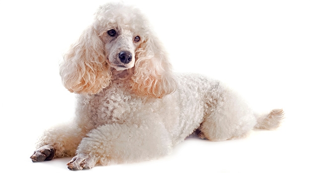 Canine baclofen toxicosis