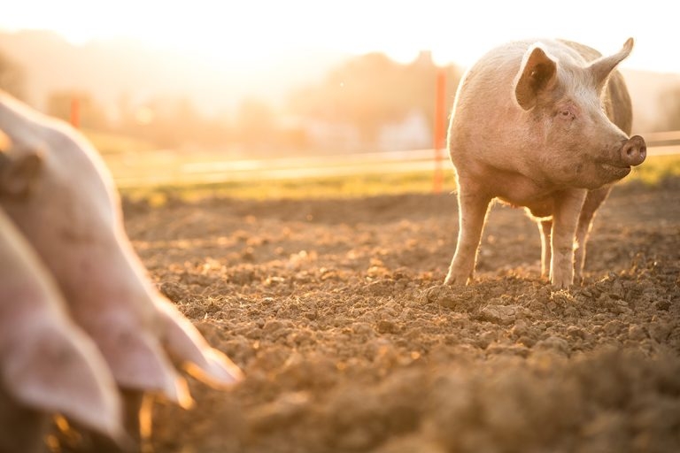 Pig stunning: change up methods for welfare, demand researchers