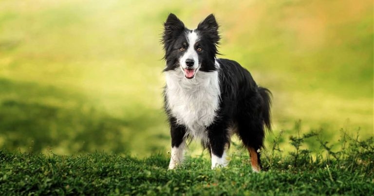 Vets needed to help with research into idiopathic epilepsy in border collies