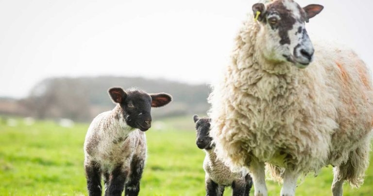 Scientists hopeful for sheep emission reductions from international project