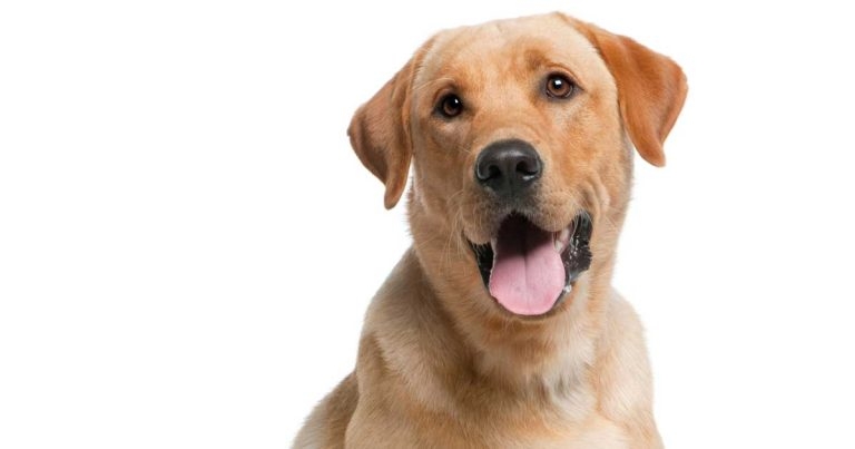 Barriers to implementation of risk-based parasite control: part 2