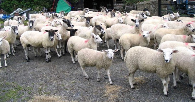 Healthy Feet Happy Sheep launches with cross-sector support