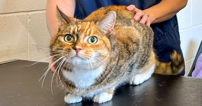 Vets urge caution after surgery on cat that ate dozens of hair bands