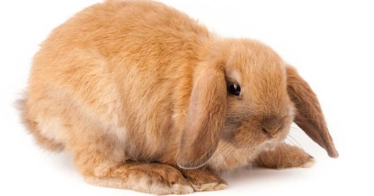 Rhinoscopy for neoplasia debridement in a pet rabbit