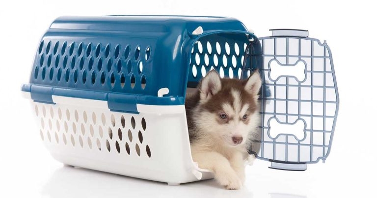 Dog international importation: the parasite and pathogen risks