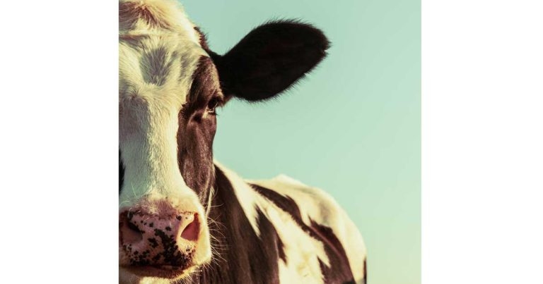 Milk residues in vet practice – quality and safety with MilkSure