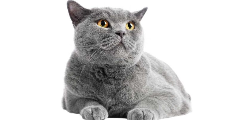 Heart murmurs in cats: detection methods and useful next steps