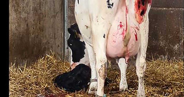 Farm animal emergency tips