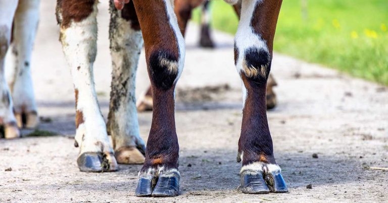 Lameness: welfare, reducing pain and helping to motivate farmers