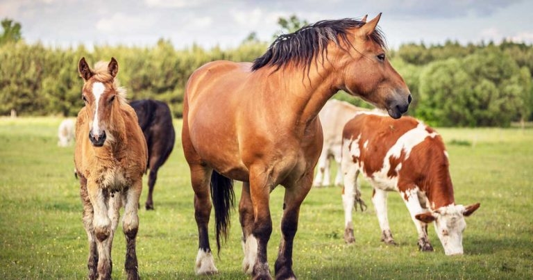 IVC Evidensia unveils Positive Hoofprint toolkits for practices