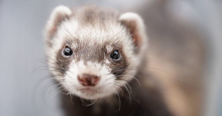 Cholecystectomy in a ferret