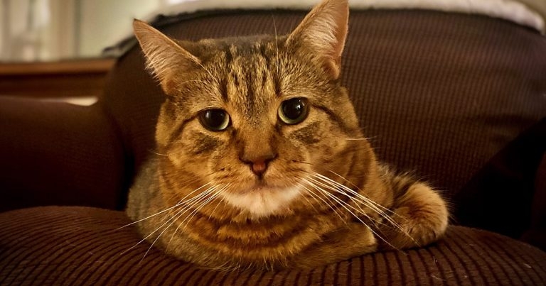 Between a rock and a hard place – treating OA in cats