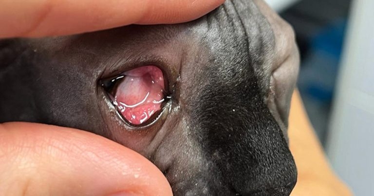 Conjunctivitis in dogs and cats – common pathogens and treatment