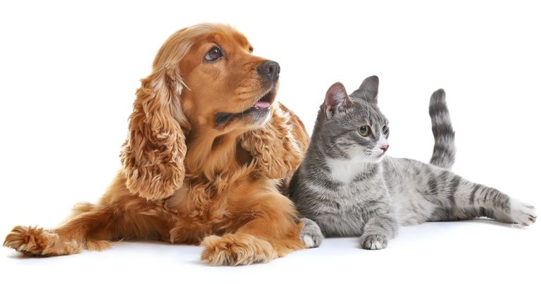 Diabetes mellitus – clinical signs, treatment and advice