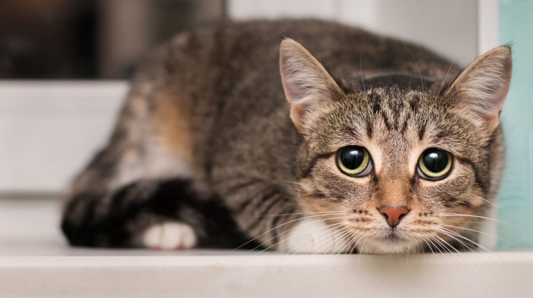 Vets lead fresh call for early neutering of cats