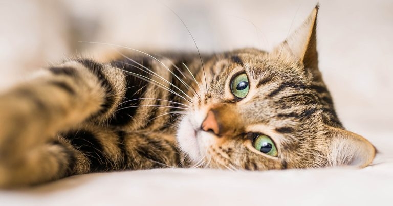 Abnormalities and injuries of the lumbosacral spine in cats