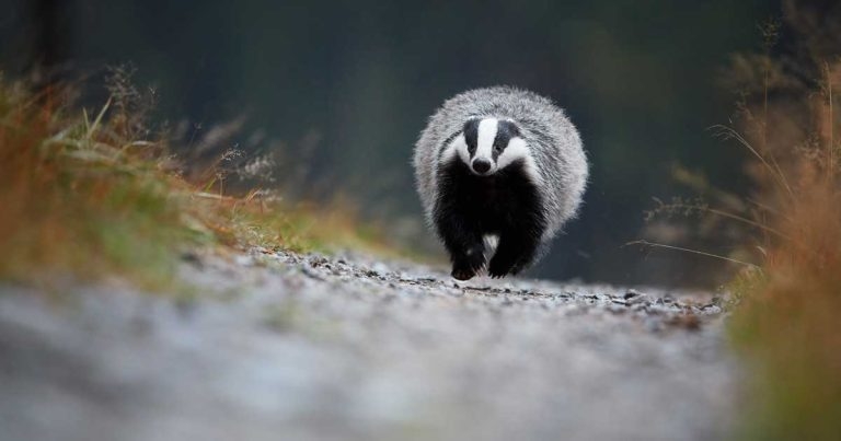 Farm vets back bTB review despite demand for ‘transparent’ inquiry