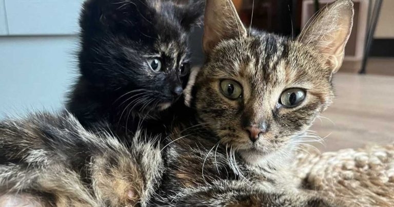 Abandonments on rise amid 30% fall in adoptions, RSPCA reveals