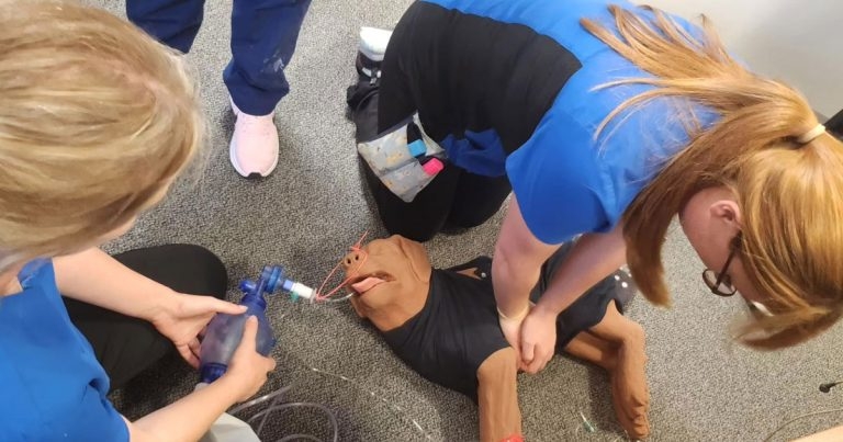 Course offers vets and VNs life-saving CPR skills for dogs and cats