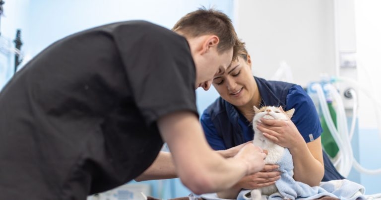 Swift reply in referral hospital’s quest for cat-friendly gold