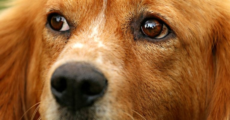 Canine benign prostatic hyperplasia