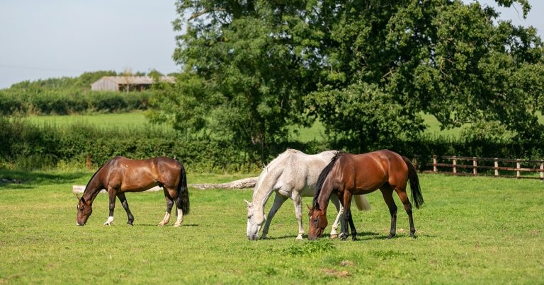 Equine asthma: knowledge update and important future research
