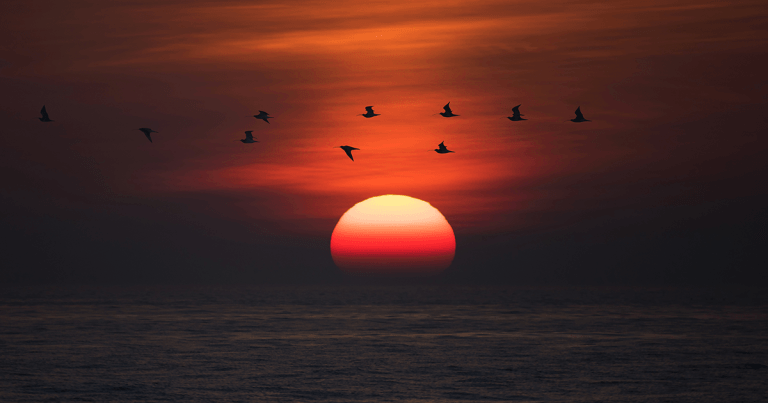Saving curlews: One Health approach to preservation