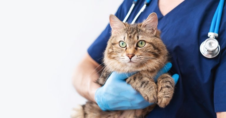 City Vets: a fictional account