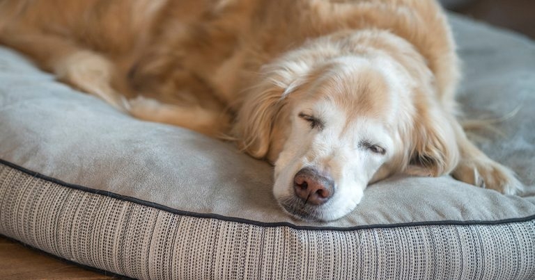 Geriatric dogs: conditions, treatment and management