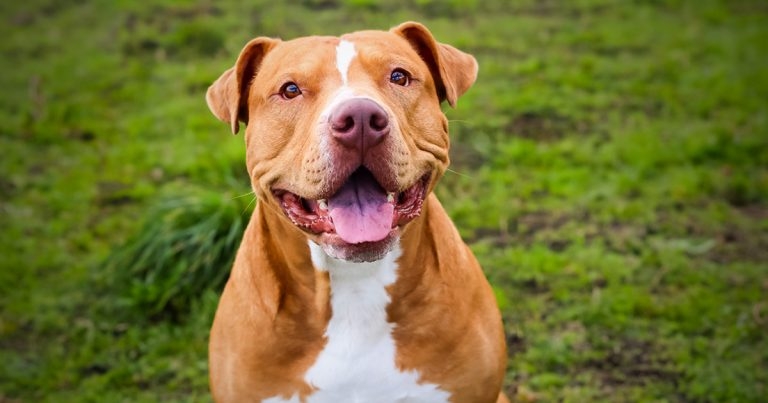 Euthanasia of XL bully dogs ‘tragic and pointless endeavour’