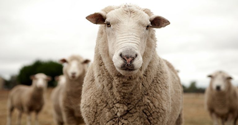 First bluetongue case is confirmed in sheep